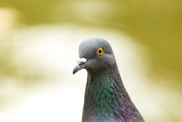 ! Alicante Today - Hand-thrown Pigeon Shooting Ban In Orihuela Upheld 