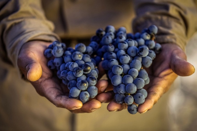 25th March, La Mata, Vineyards of water and salt tour, Torrevieja