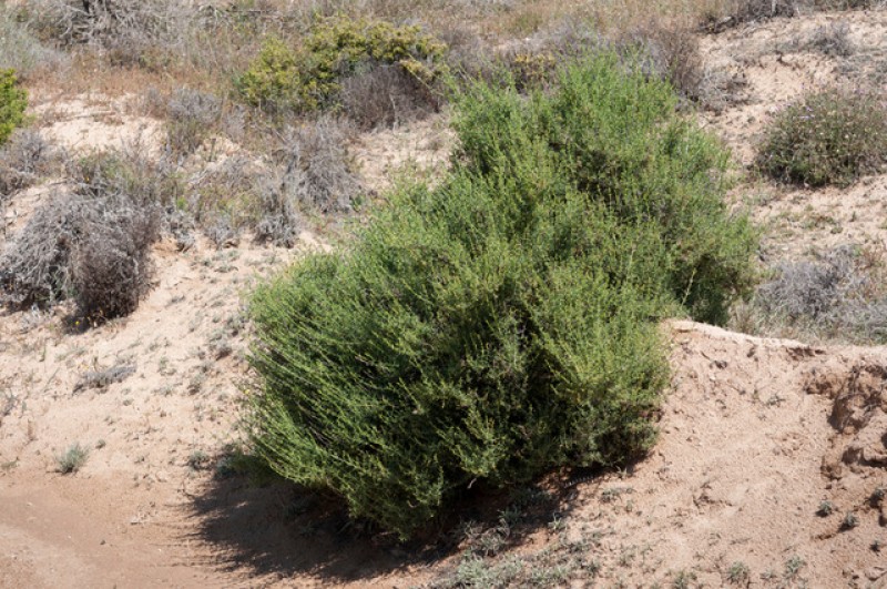 23rd April 2017, Salt Marshes guided walk in the Natural Park, Torrevieja