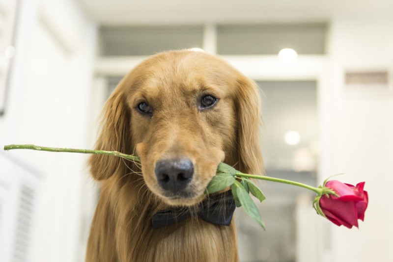 Tired of it being just you and the dog again this Valentines?