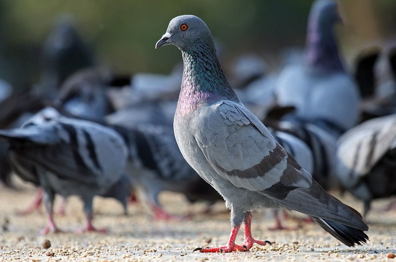 210-euro fines proposed for frightening the pigeons in Alicante!