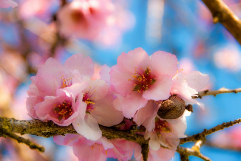 35,000 almond trees in northern Alicante must be destroyed