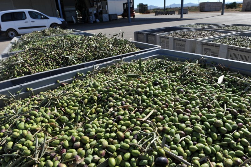 Liquid gold; harvesting autumn olives in Murcia