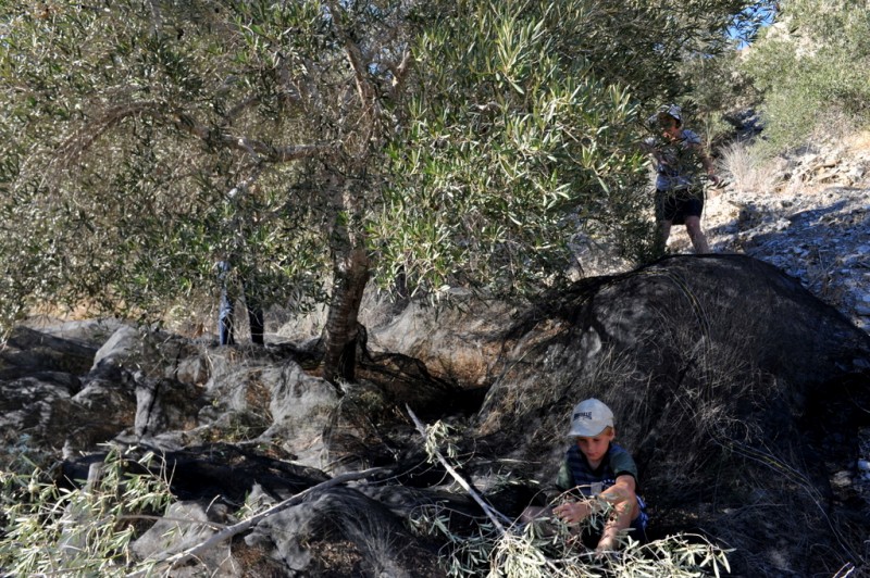 Liquid gold; harvesting autumn olives in Murcia