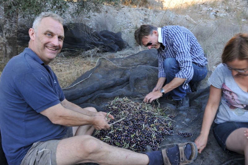 Liquid gold; harvesting autumn olives in Murcia