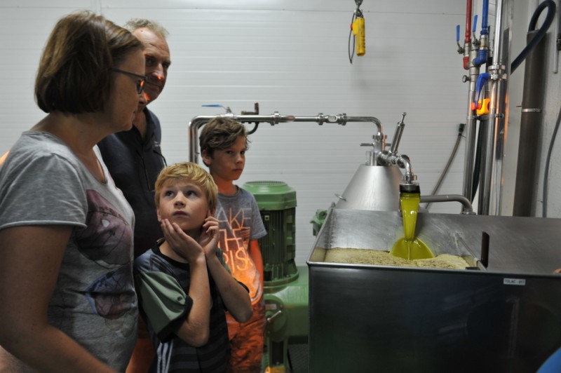 Liquid gold; harvesting autumn olives in Murcia