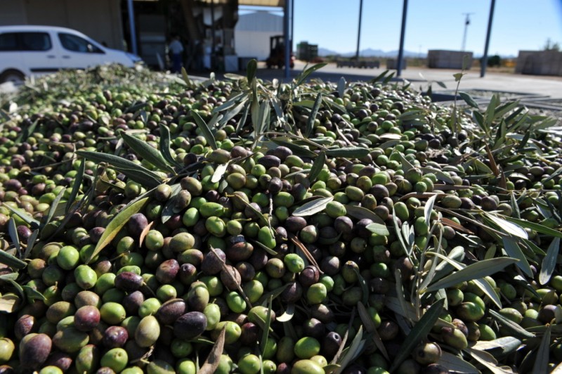 Liquid gold; harvesting autumn olives in Murcia