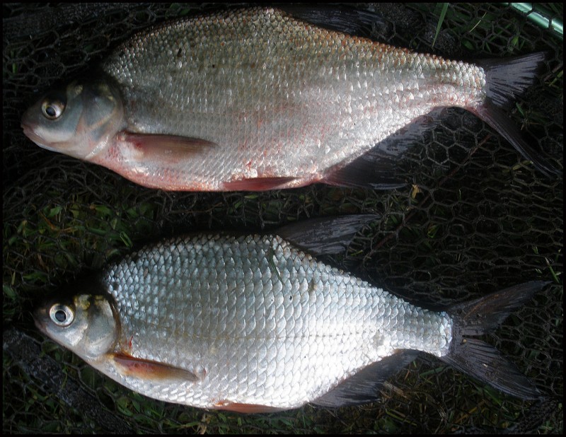 White bream ceviche, a combination of the culinary traditions of Murcia and Peru