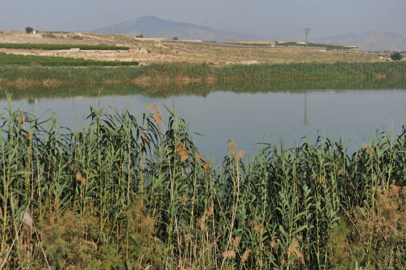 The protected wetlands of Lagunas de Campotejar in Molina de Segura