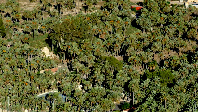 The Palmeral of Orihuela