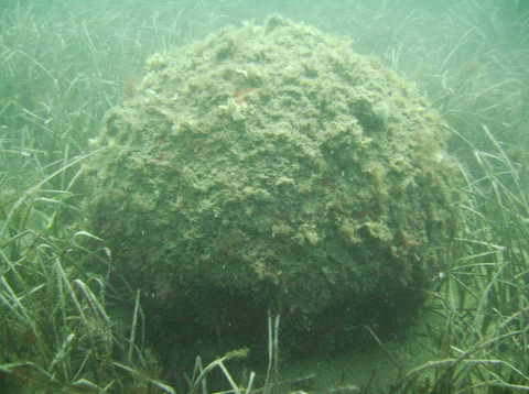 Cartagena anti-mines divers destroy 300 kilo Civil War mine