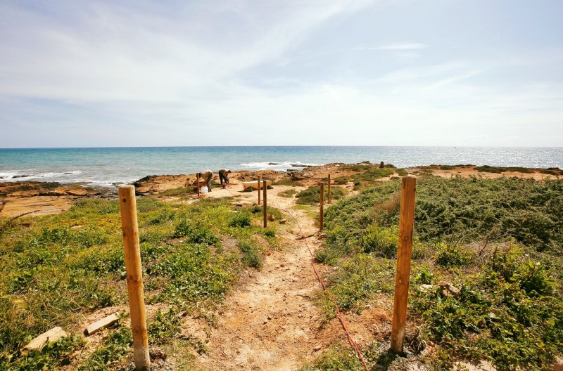 <span style='color:#780948'>ARCHIVED</span> - Torrevieja undertakes conservation work in Cabo Cervera to protect the cat's head jarilla