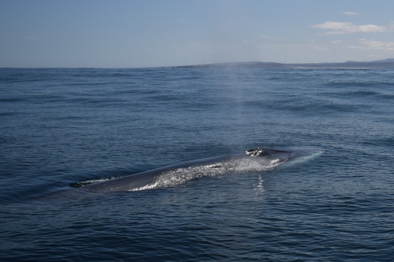 <span style='color:#780948'>ARCHIVED</span> - CaboRorcual project in Denia aims to follow the fin whale as it travels along the Mediterranean coast