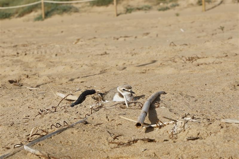 <span style='color:#780948'>ARCHIVED</span> - Torrevieja closes off part of beach to protect Kentish Plover nesting site