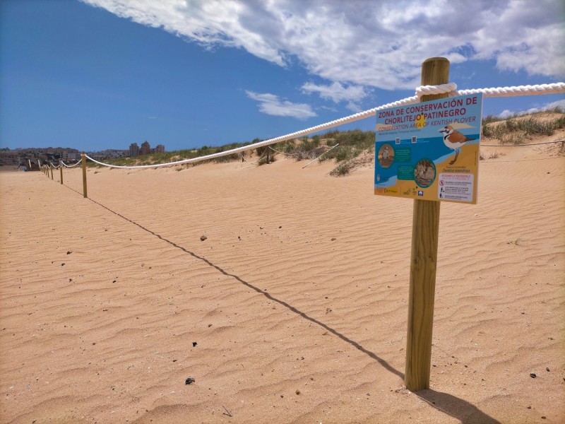 <span style='color:#780948'>ARCHIVED</span> - Torrevieja closes off part of beach to protect Kentish Plover nesting site