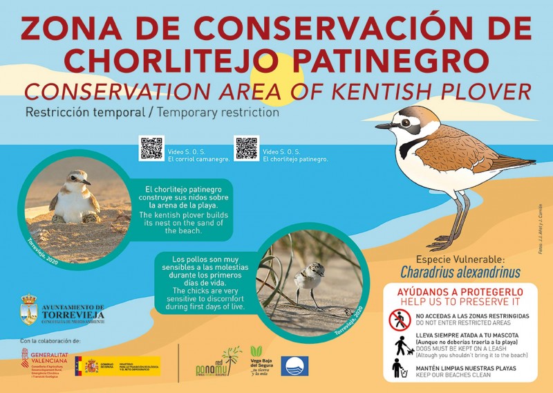 <span style='color:#780948'>ARCHIVED</span> - Torrevieja closes off part of beach to protect Kentish Plover nesting site