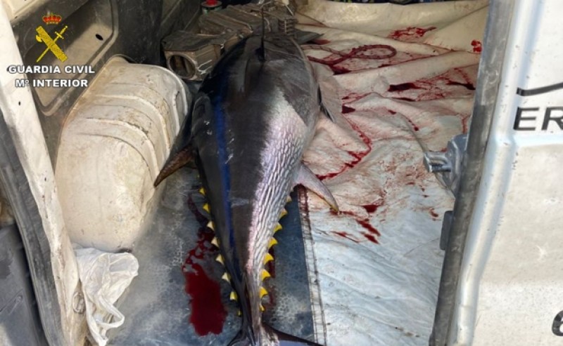 <span style='color:#780948'>ARCHIVED</span> - Rogue fishermen illegally reel in bluefin tuna off coast of Alicante province