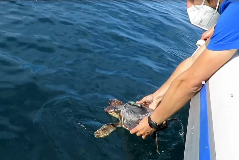 <span style='color:#780948'>ARCHIVED</span> - Rescued sibling turtles are returned to the sea off the Costa Blanca