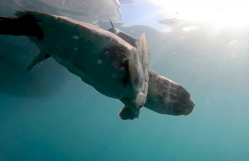 <span style='color:#780948'>ARCHIVED</span> - Rescued sibling turtles are returned to the sea off the Costa Blanca