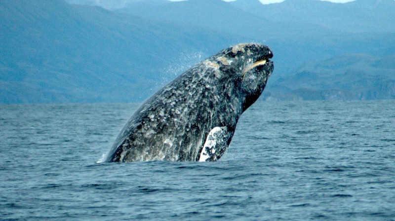 <span style='color:#780948'>ARCHIVED</span> - Wally the lost grey whale spotted off Alicante coastline: thousands of kilometres from home