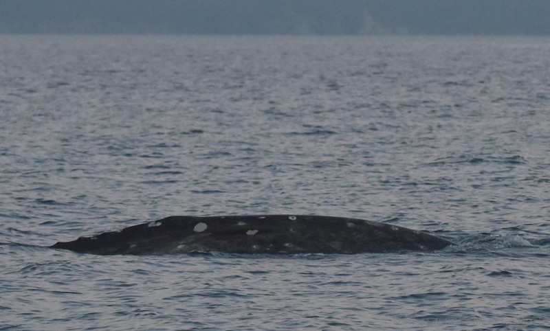<span style='color:#780948'>ARCHIVED</span> - Wally the lost grey whale spotted off Alicante coastline: thousands of kilometres from home
