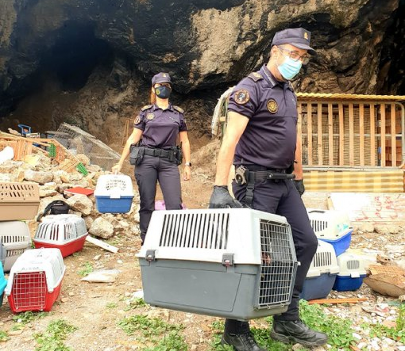 <span style='color:#780948'>ARCHIVED</span> - Police shut down breeding farm for cockfights in Orihuela