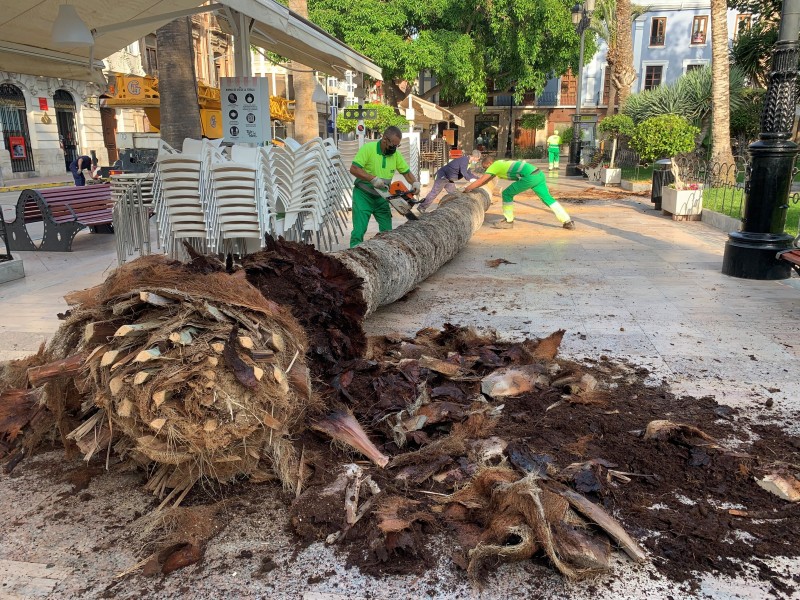 <span style='color:#780948'>ARCHIVED</span> - Red palm weevil infestation detected in Plaza de España in Águilas