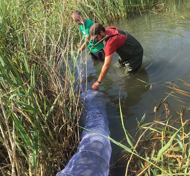 <span style='color:#780948'>ARCHIVED</span> - Altea launches campaign to control invasive Florida turtles