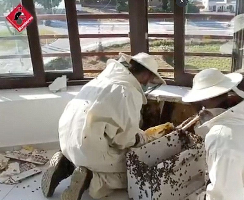 <span style='color:#780948'>ARCHIVED</span> - No sting in the tail for firemen as they remove beehive from Calpe balcony