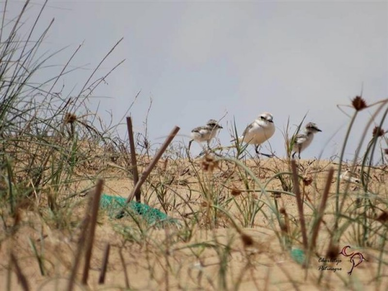 <span style='color:#780948'>ARCHIVED</span> - Special protection for Kentish Plovers in Torrevieja hailed a success as 13 chicks are born