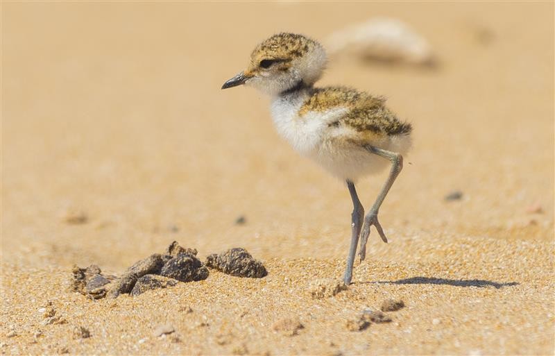 <span style='color:#780948'>ARCHIVED</span> - Special protection for Kentish Plovers in Torrevieja hailed a success as 13 chicks are born