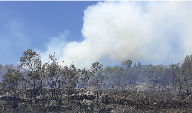 <span style='color:#780948'>ARCHIVED</span> - Raging forest fires in Andalusia burn through 1,000 hectares in one weekend