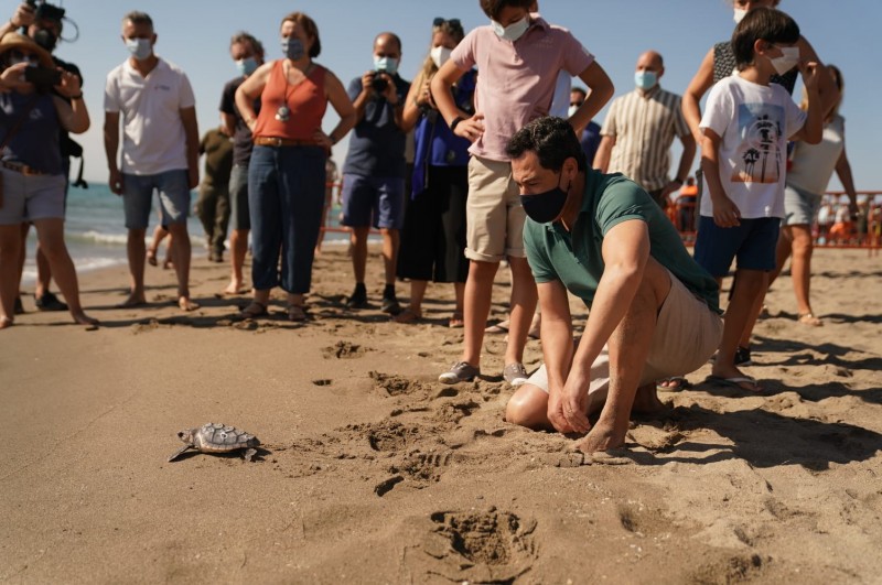 <span style='color:#780948'>ARCHIVED</span> - First batch of Loggerhead turtles born in Marbella released into the sea