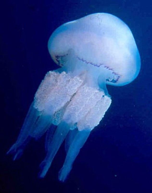 <span style='color:#780948'>ARCHIVED</span> - Reports of jellyfish stings and reactions to insect bites down 80 per cent in Alicante
