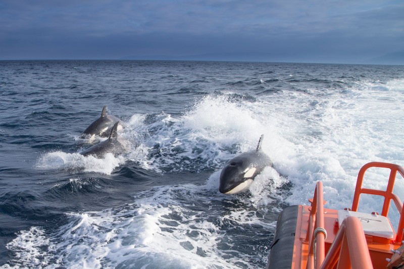 <span style='color:#780948'>ARCHIVED</span> - Cadiz restricts navigation area for small boats after killer whale attacks