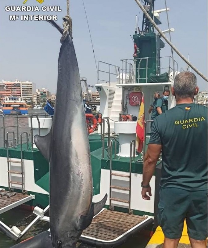 <span style='color:#780948'>ARCHIVED</span> - Dead dolphin recovered from the sea off the coast of Elche