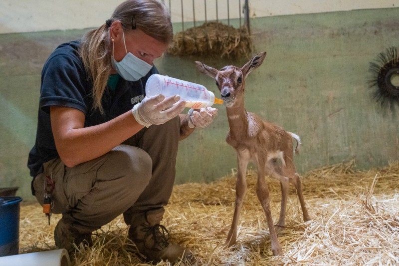 <span style='color:#780948'>ARCHIVED</span> - Bioparc Valencia keepers save calf of critically endangered gazelle species