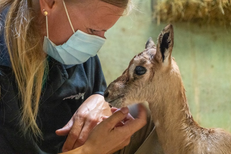 <span style='color:#780948'>ARCHIVED</span> - Bioparc Valencia keepers save calf of critically endangered gazelle species