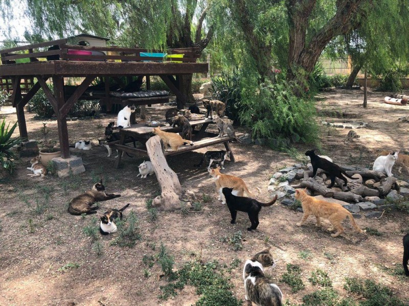 <span style='color:#780948'>ARCHIVED</span> - Pet adoption up in Alicante as Covid leads to rise in abandoned cats and dogs