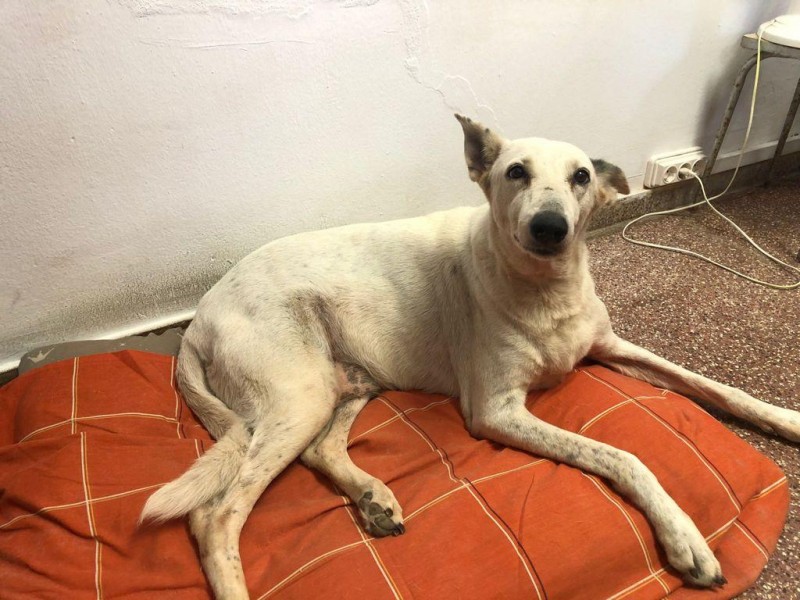 <span style='color:#780948'>ARCHIVED</span> - Pet adoption up in Alicante as Covid leads to rise in abandoned cats and dogs