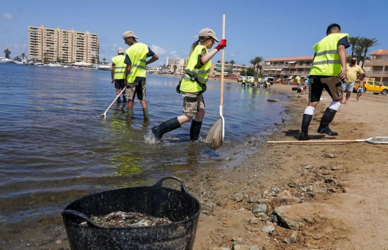 <span style='color:#780948'>ARCHIVED</span> - ANSE and WWF say eight tons of fish have been removed from the Mar Menor since anoxia began