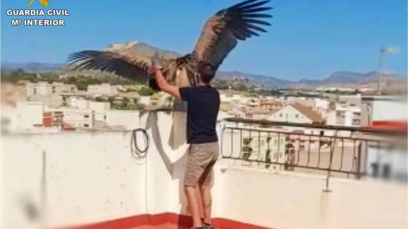 <span style='color:#780948'>ARCHIVED</span> - Lost and malnourished Griffon vulture rescued from rooftop in Novelda