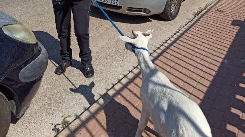 <span style='color:#780948'>ARCHIVED</span> - Lone goat on the loose in Torrevieja captured by police