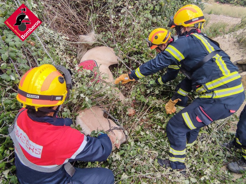 <span style='color:#780948'>ARCHIVED</span> - Horse rescued by firefighters after fall with rider in Alcoy