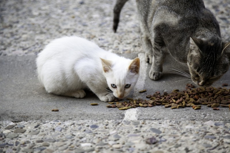 <span style='color:#780948'>ARCHIVED</span> - San Fulgencio in Alicante seeks help in campaign to manage feral cat population