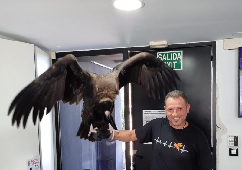 <span style='color:#780948'>ARCHIVED</span> - Spectacular black vulture rescued at industrial estate in Alicante