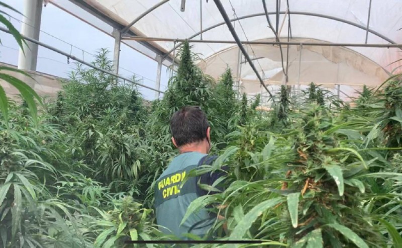<span style='color:#780948'>ARCHIVED</span> - Bogus industrial hemp producers caught with 34,000 marijuana plants in Alicante