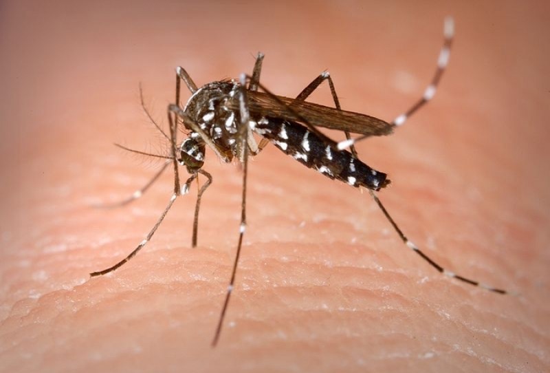 <span style='color:#780948'>ARCHIVED</span> - Tiger mosquito invades nine out of 10 Alicante towns