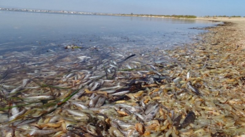 <span style='color:#780948'>ARCHIVED</span> - Activists mark 2-year anniversary of first load of dead fish in Mar Menor