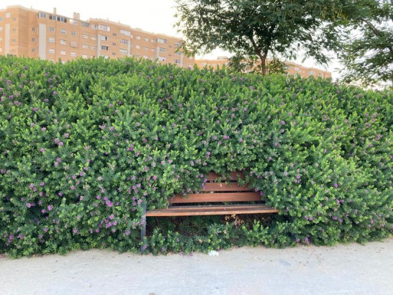 <span style='color:#780948'>ARCHIVED</span> - Snap of bench swallowed up by overgrown bushes in Alicante goes viral